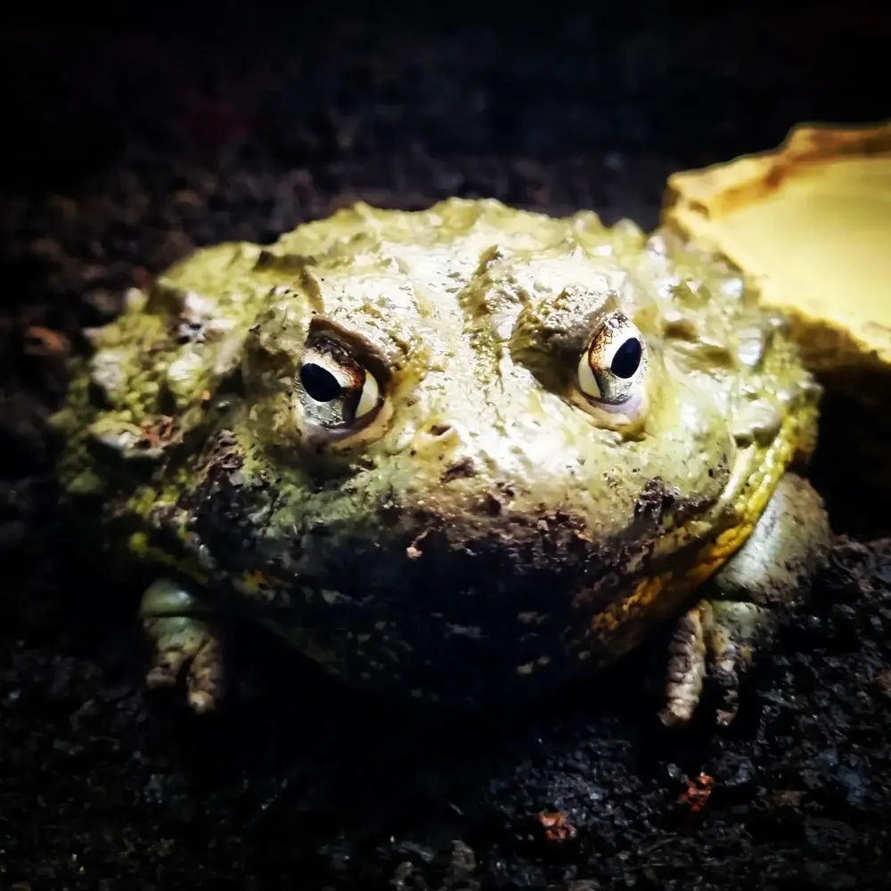 Sapo verde em ambiente natural