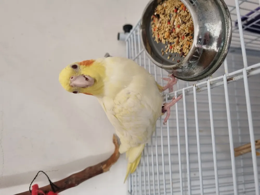 Rotina clínica na Komodo