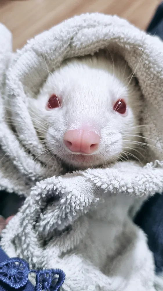 Rotina clínica na Komodo