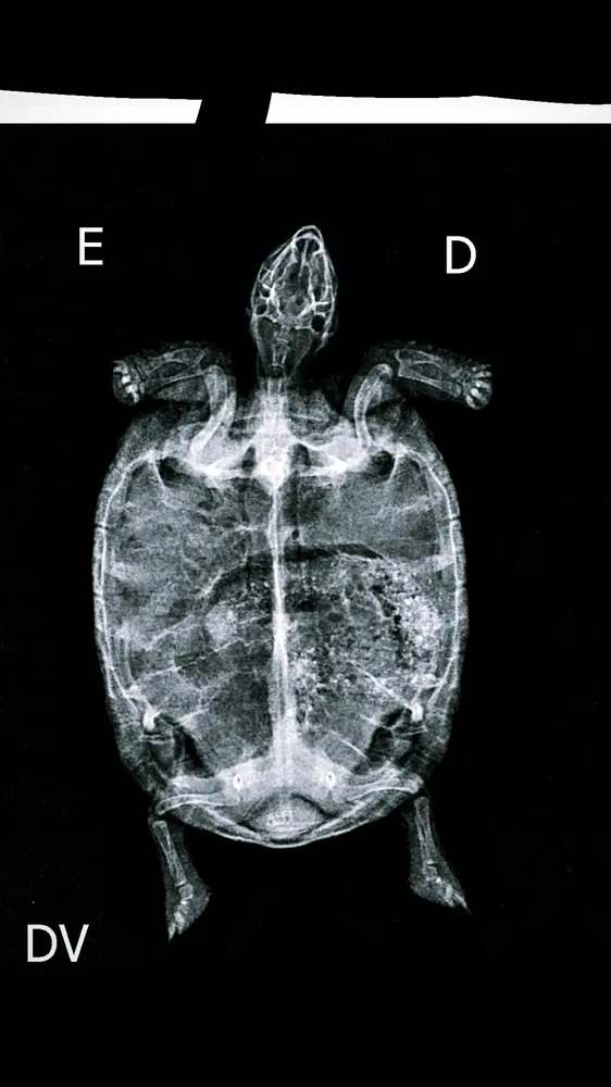 Rotina clínica na Komodo
