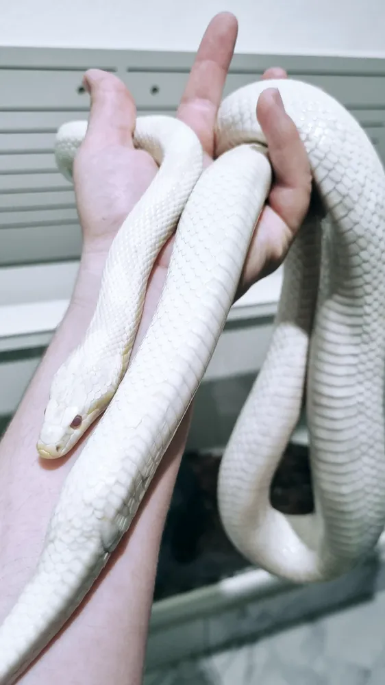 Rotina clínica na Komodo