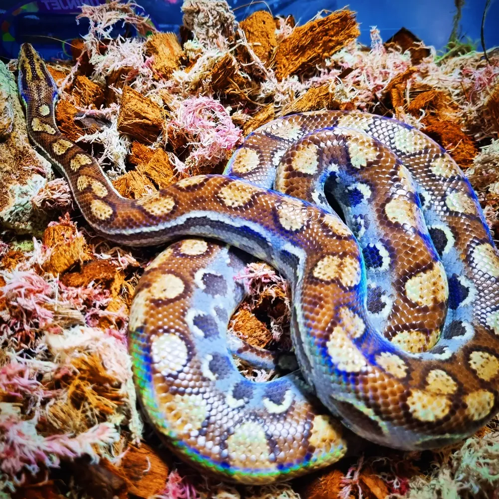 Rotina clínica na Komodo